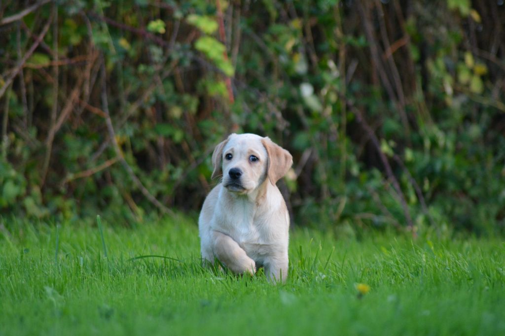 De La Source Du Bois Bouquet - Chiot disponible  - Labrador Retriever