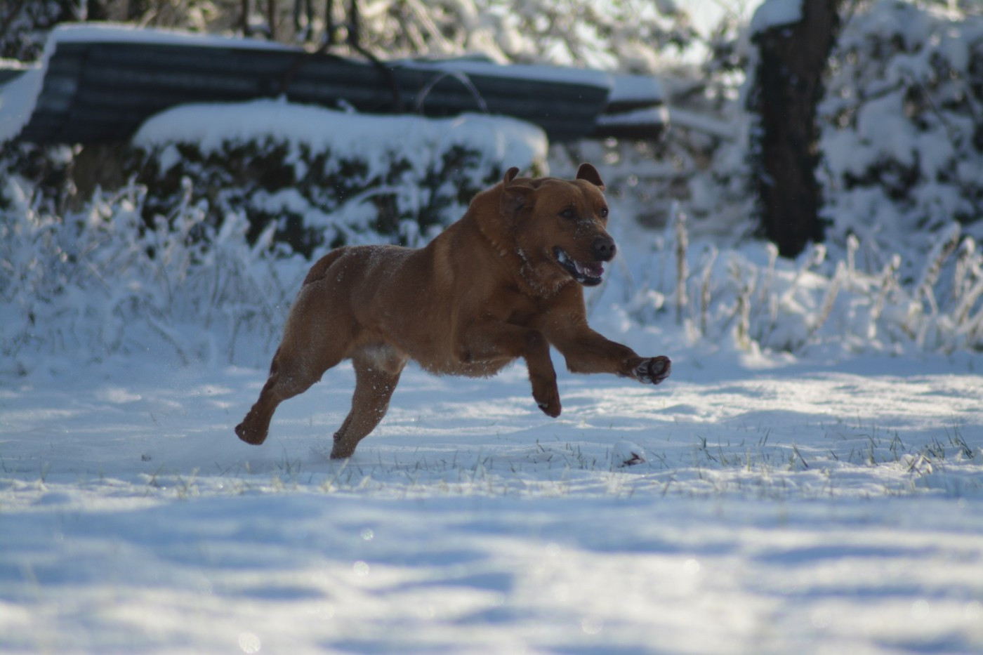 Belniden legacy of cablea