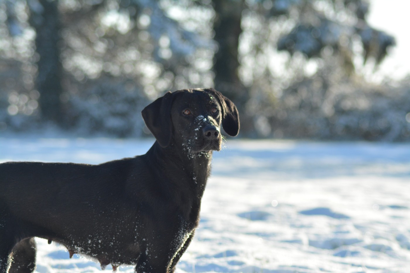 Utah De La Source Du Bois Bouquet