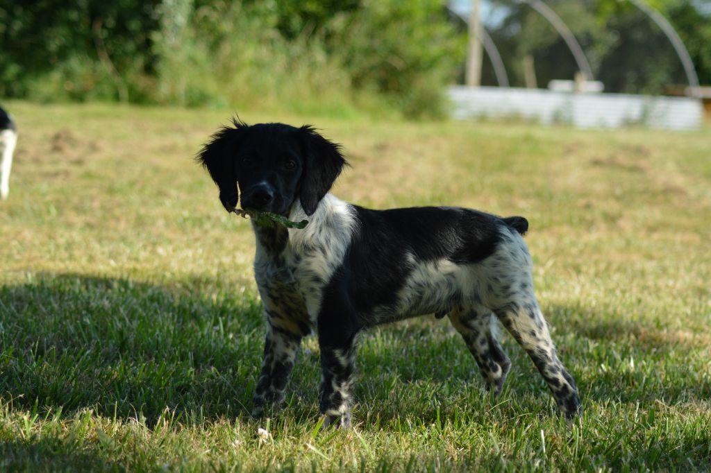 De La Source Du Bois Bouquet - Chiots disponibles - Epagneul Breton