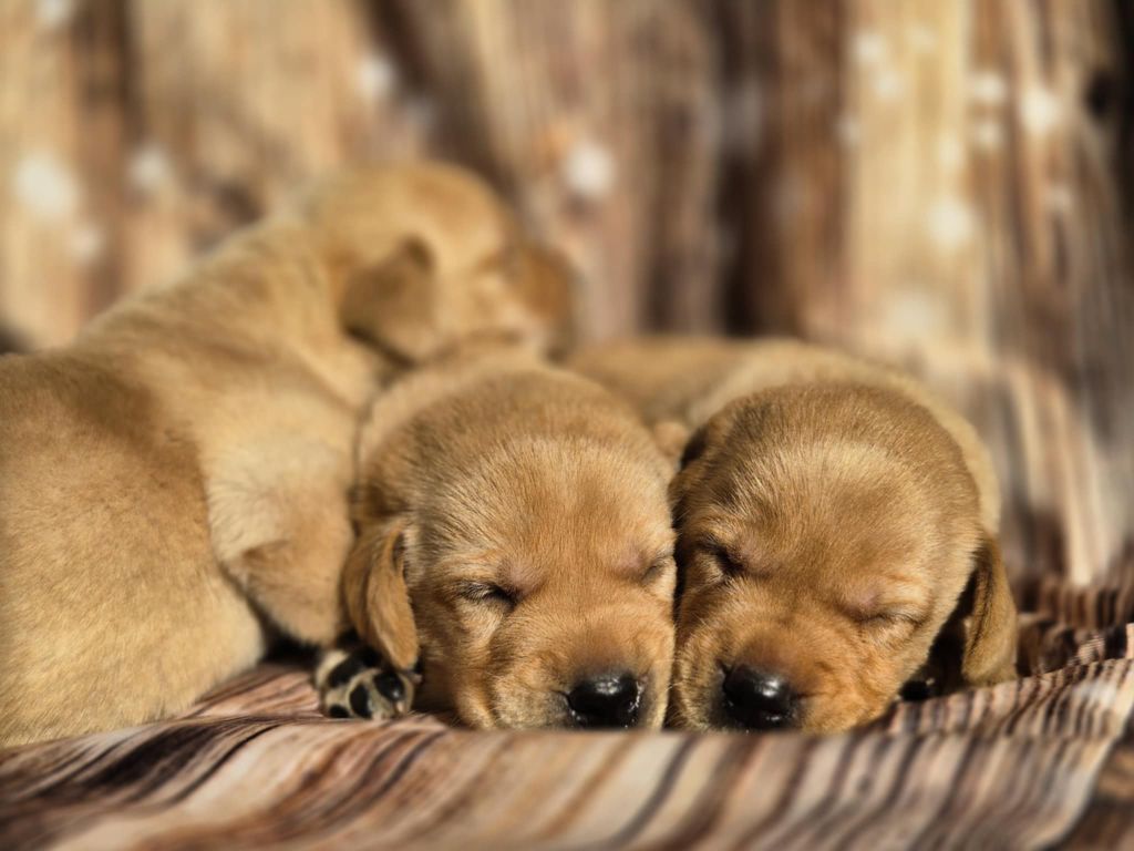 De La Source Du Bois Bouquet - Chiots disponibles - Labrador Retriever