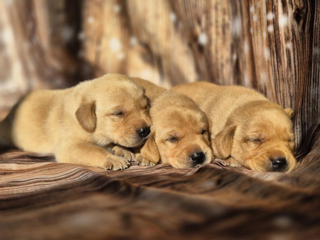 De La Source Du Bois Bouquet - Chiots disponibles - Labrador Retriever