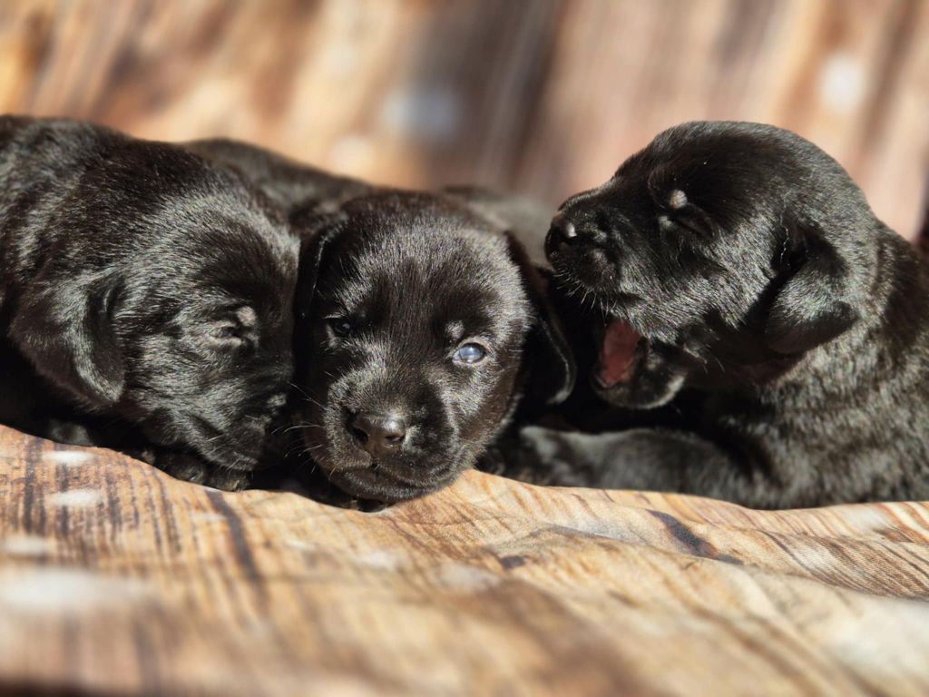 De La Source Du Bois Bouquet - Chiots disponibles - Labrador Retriever