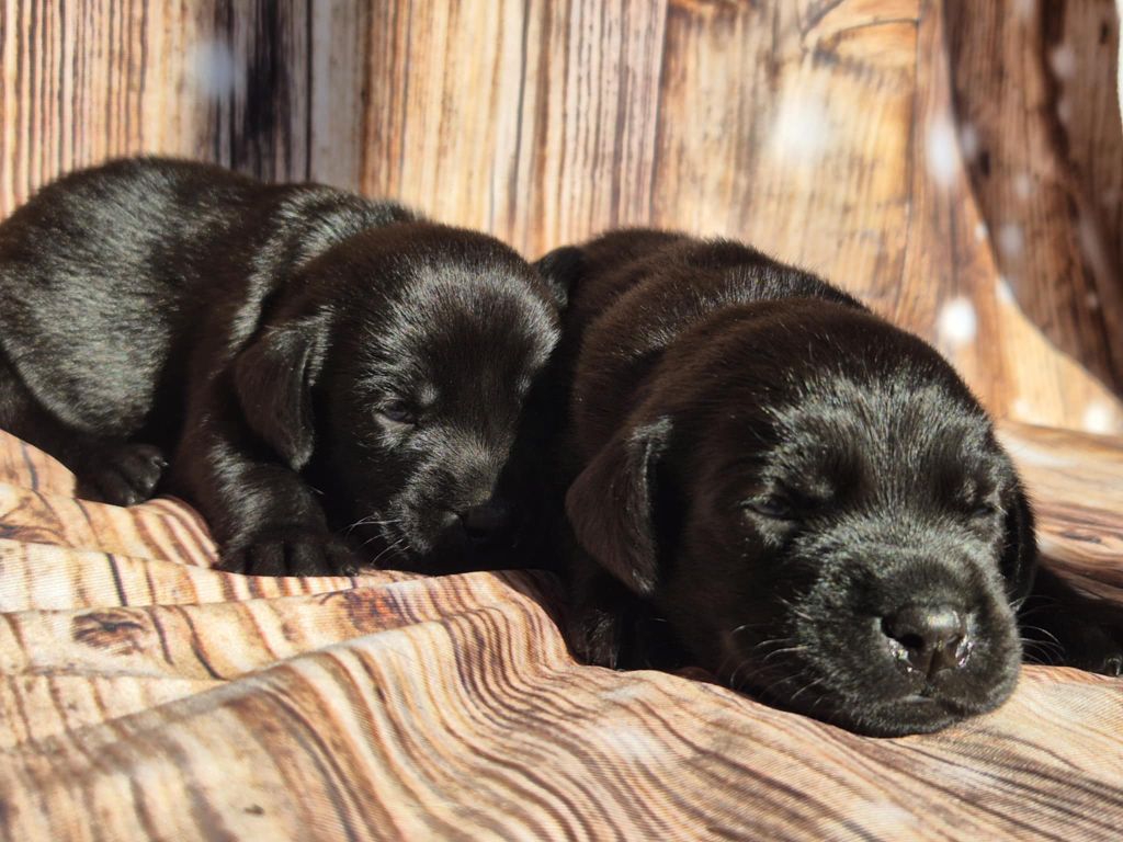 De La Source Du Bois Bouquet - Chiots disponibles - Labrador Retriever