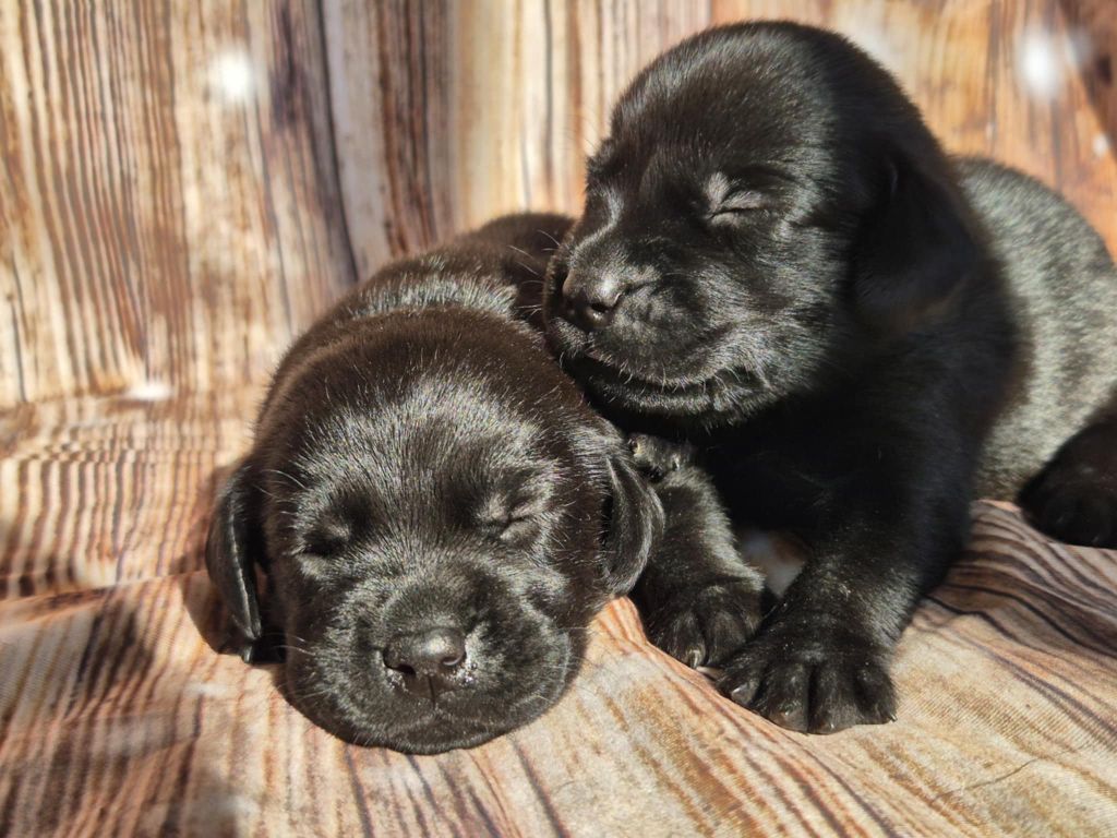 De La Source Du Bois Bouquet - Chiots disponibles - Labrador Retriever