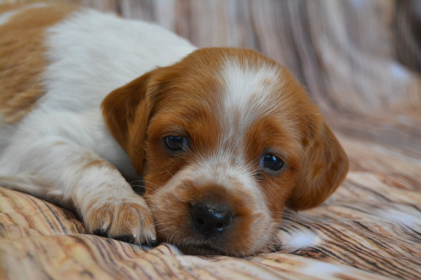 De La Source Du Bois Bouquet - Chiots disponibles - Epagneul Breton