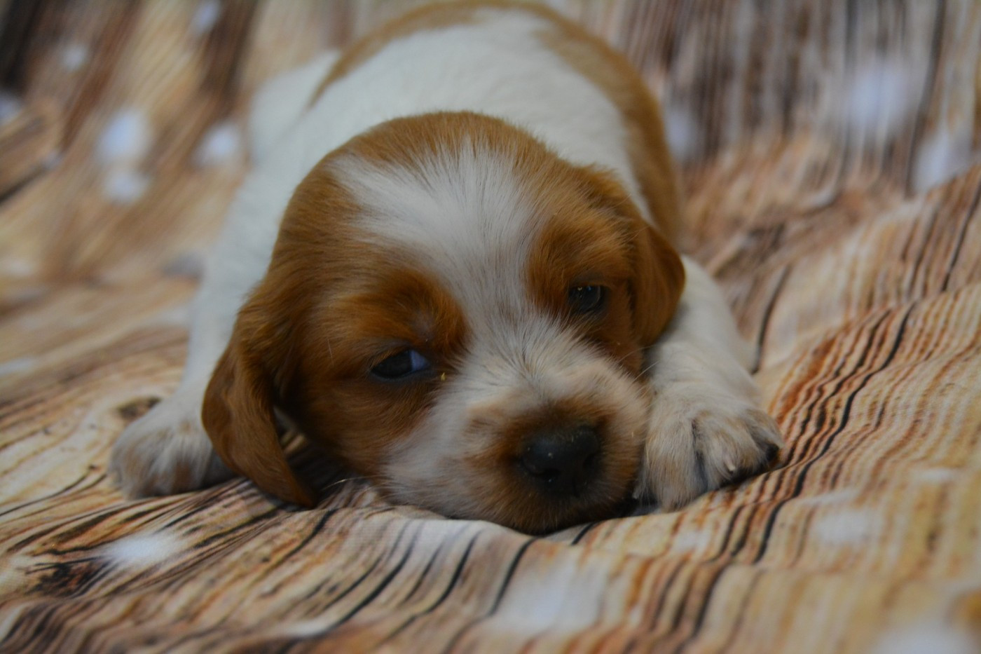 De La Source Du Bois Bouquet - Chiots disponibles - Epagneul Breton