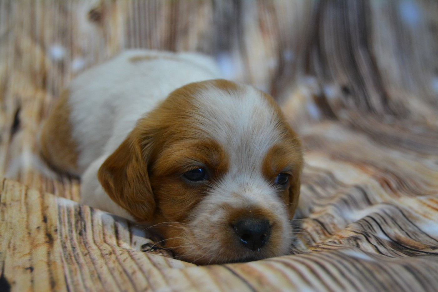 De La Source Du Bois Bouquet - Chiots disponibles - Epagneul Breton