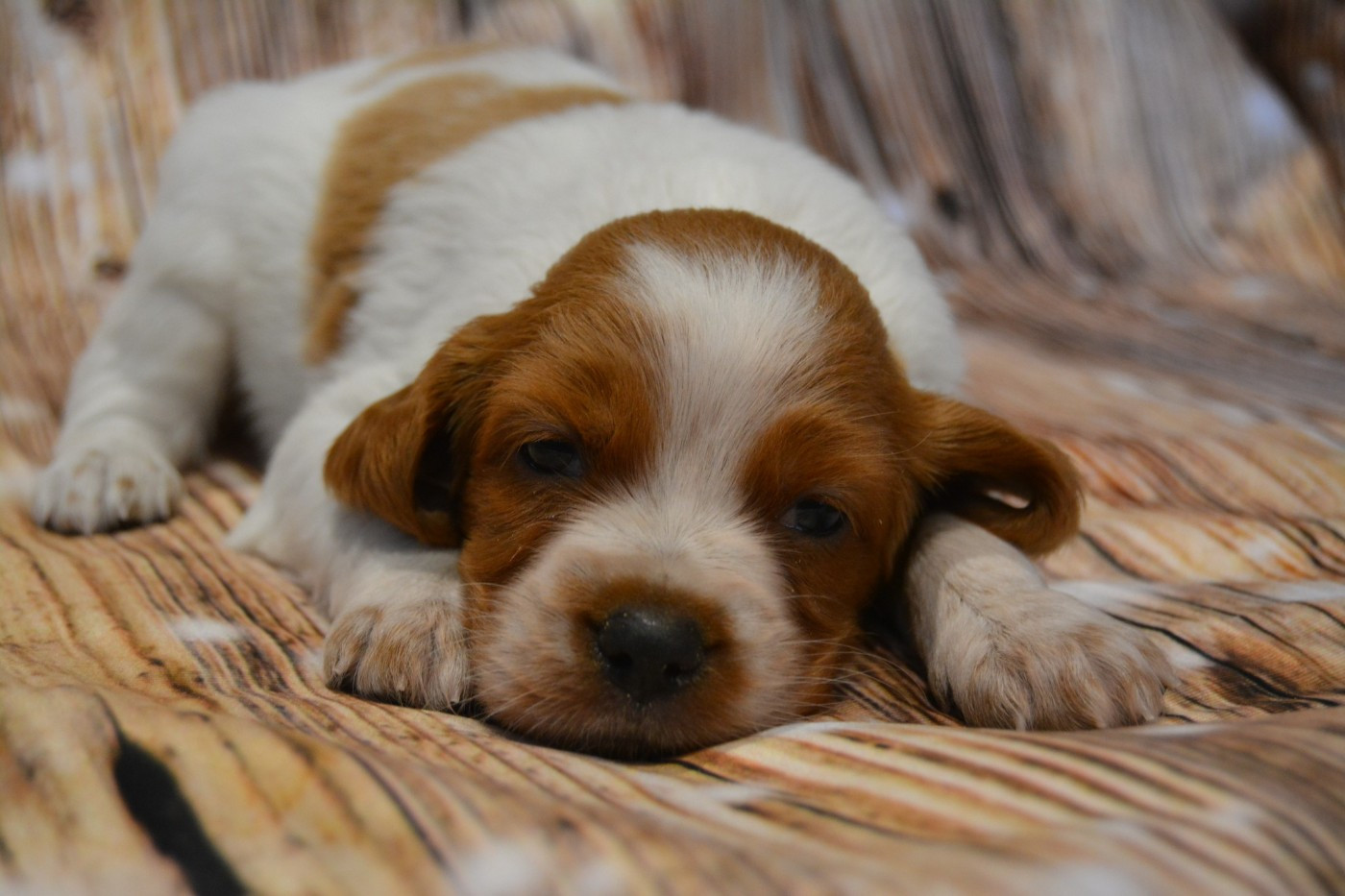 De La Source Du Bois Bouquet - Chiots disponibles - Epagneul Breton