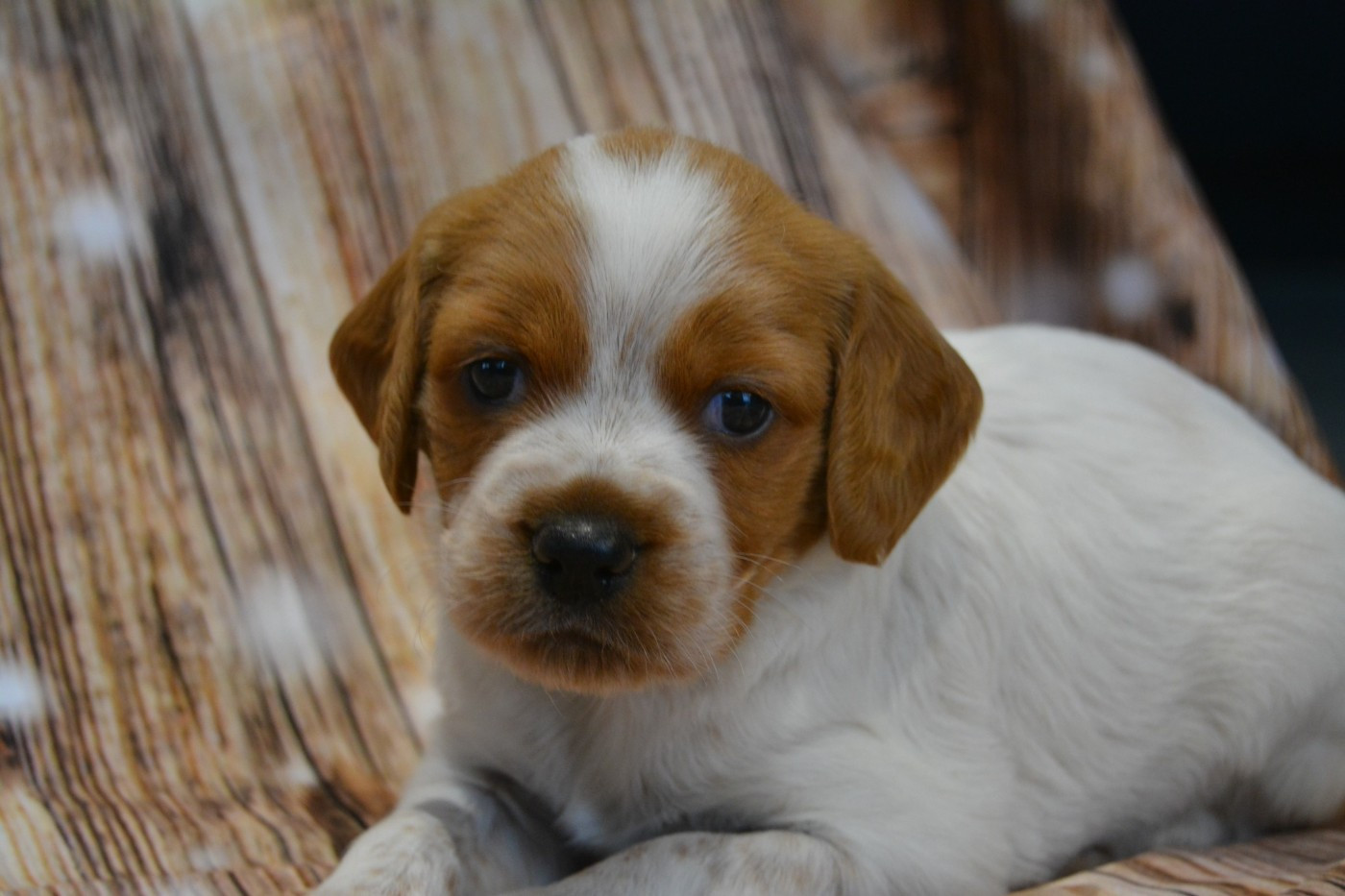 Chiot Epagneul Breton De La Source Du Bois Bouquet