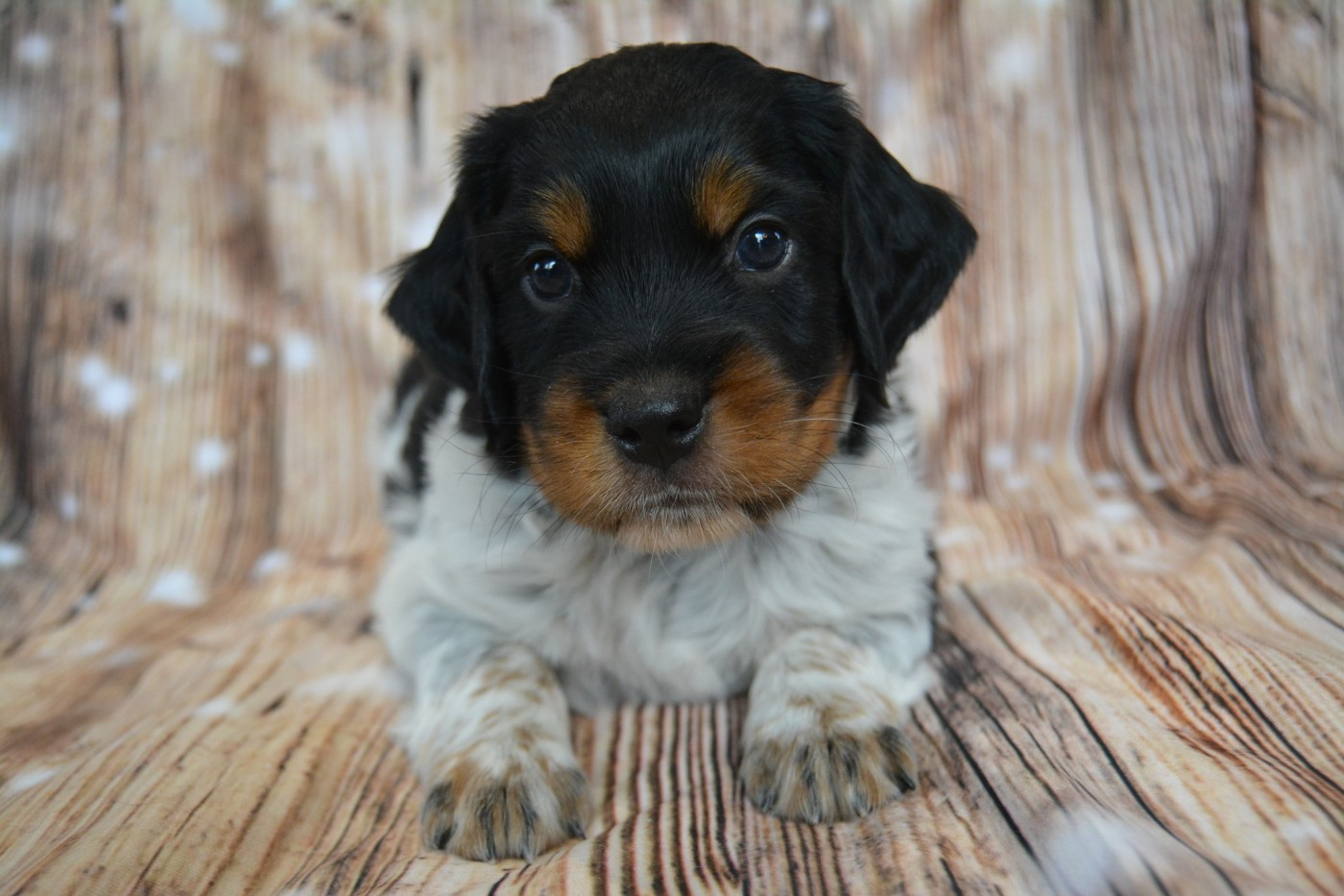 De La Source Du Bois Bouquet - Epagneul Breton - Portée née le 13/10/2025