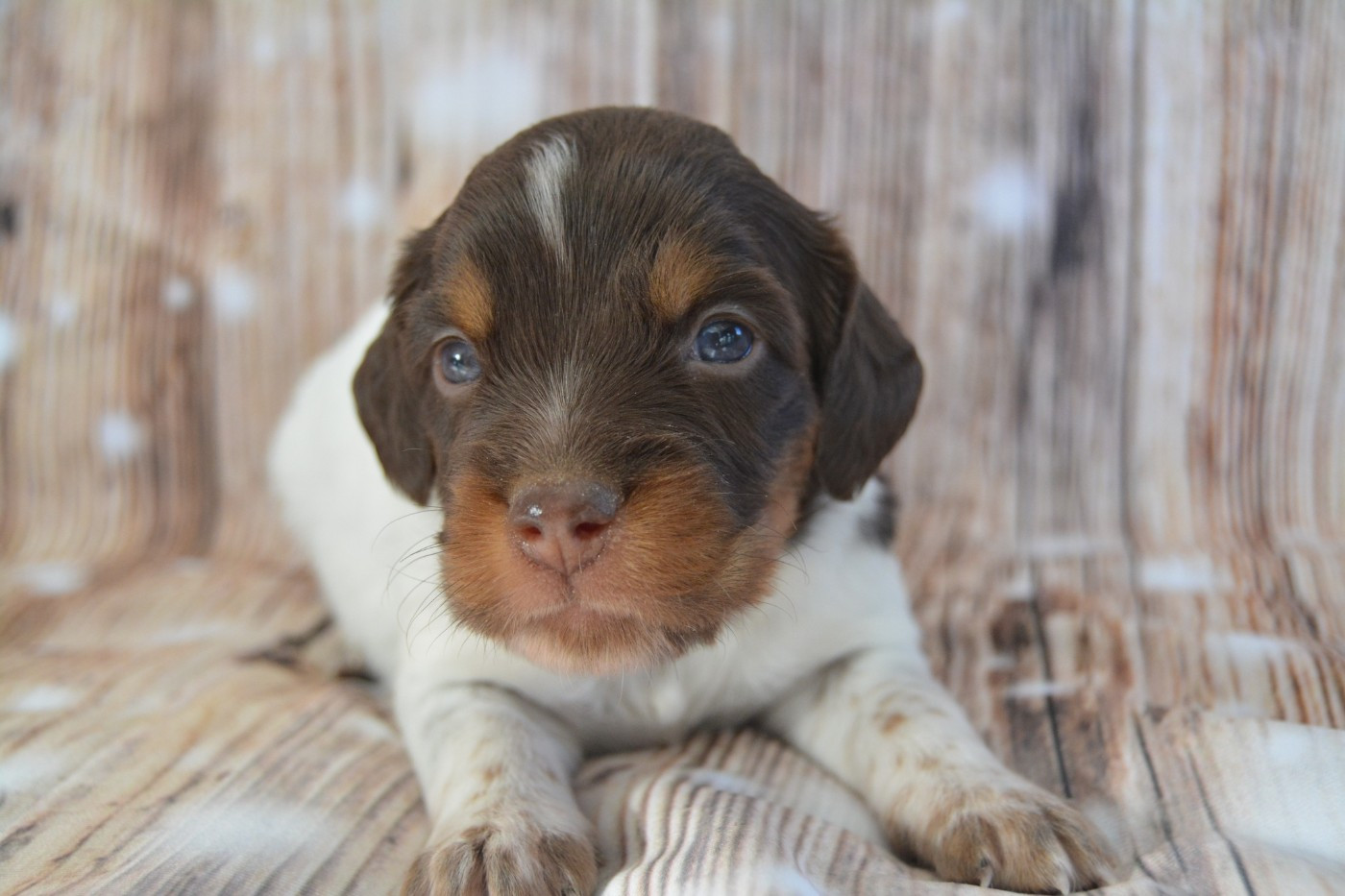 De La Source Du Bois Bouquet - Chiots disponibles - Epagneul Breton