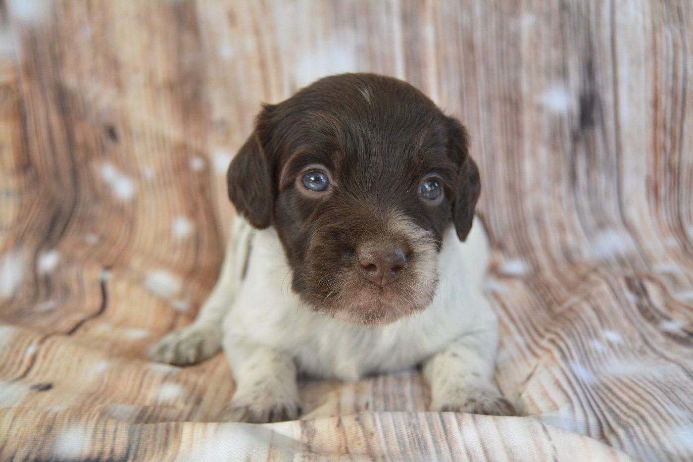 De La Source Du Bois Bouquet - Chiots disponibles - Epagneul Breton
