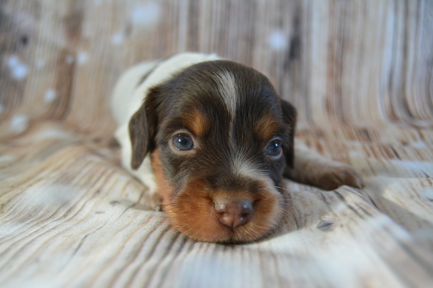 De La Source Du Bois Bouquet - Chiots disponibles - Epagneul Breton