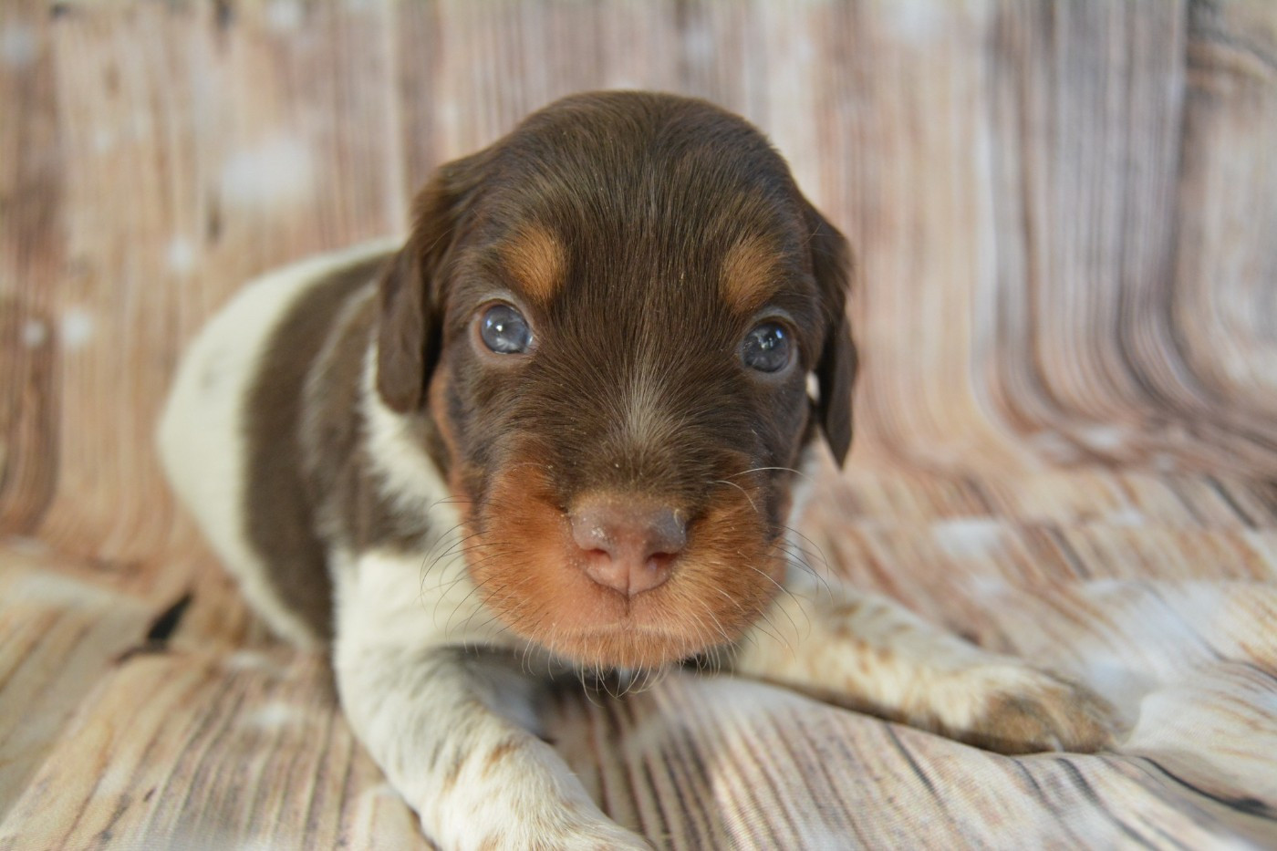 De La Source Du Bois Bouquet - Chiots disponibles - Epagneul Breton