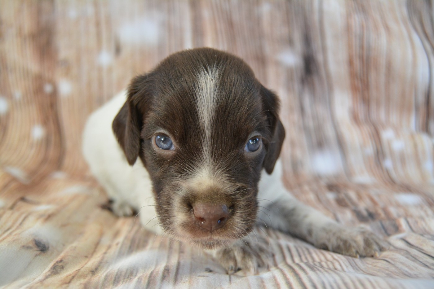 De La Source Du Bois Bouquet - Chiots disponibles - Epagneul Breton