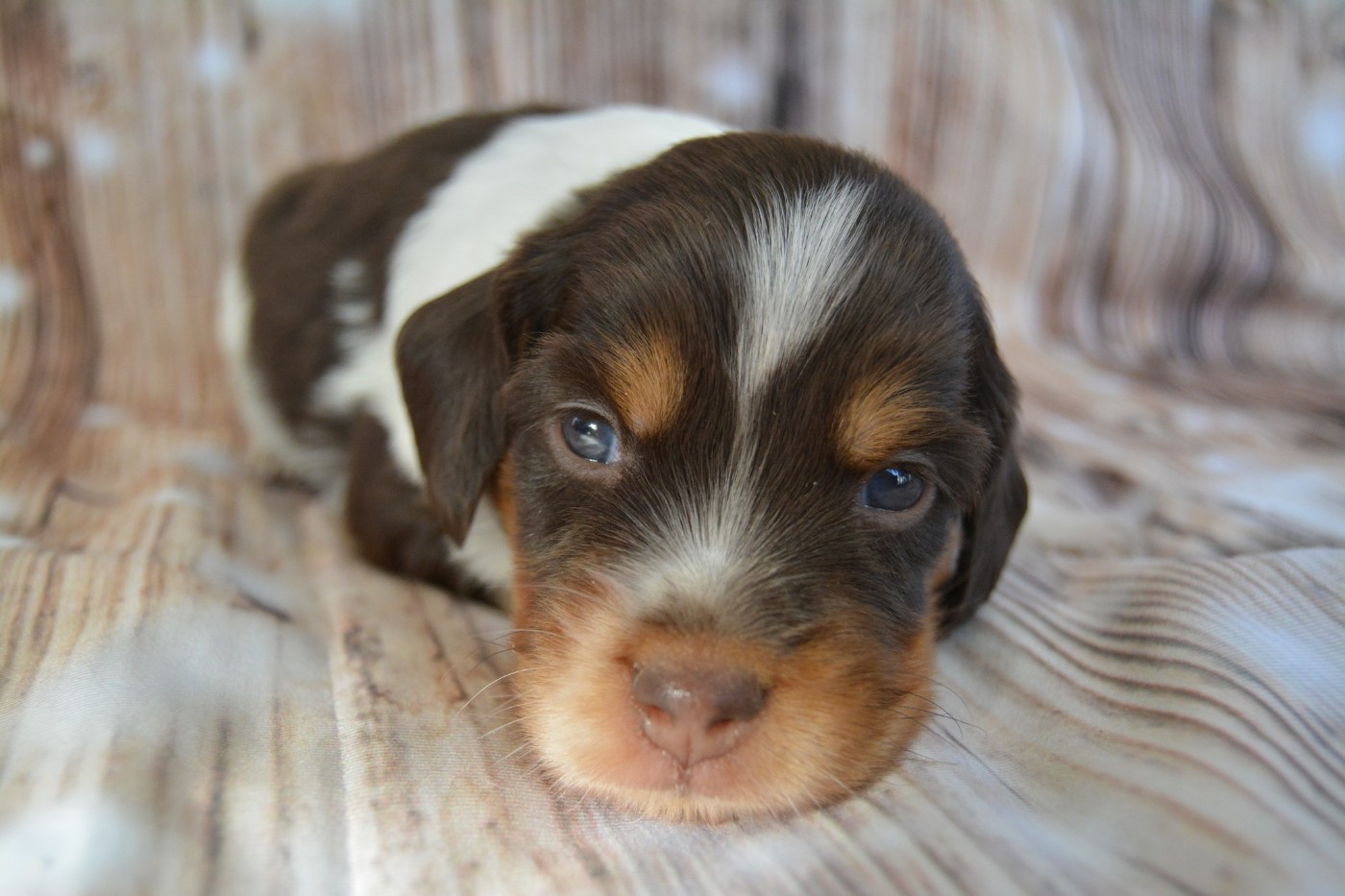 De La Source Du Bois Bouquet - Chiots disponibles - Epagneul Breton