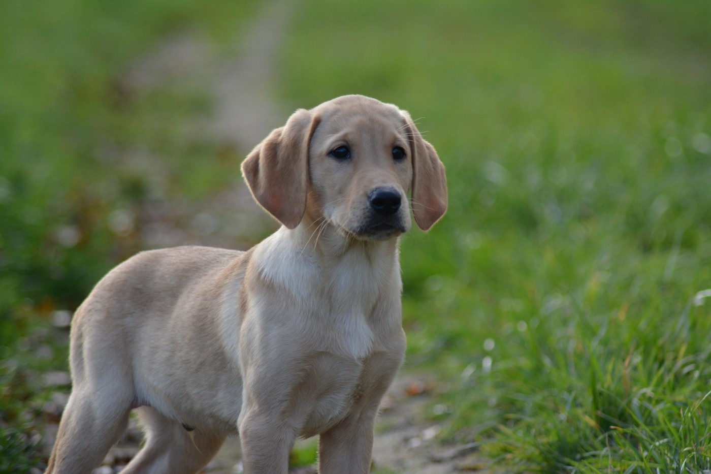 De La Source Du Bois Bouquet - Chiots disponibles - Labrador Retriever