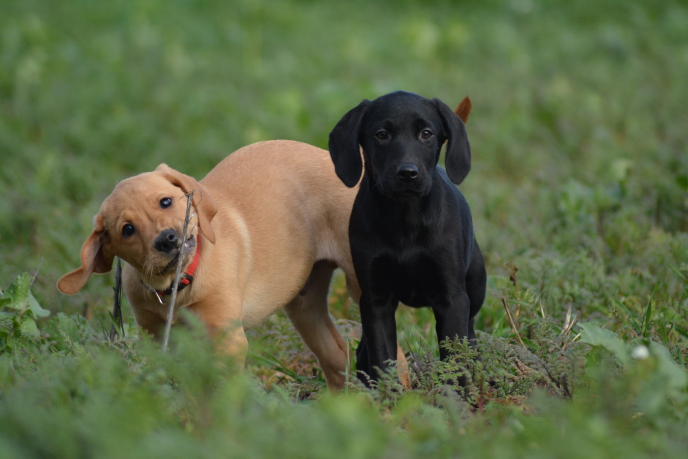De La Source Du Bois Bouquet - Chiots disponibles - Labrador Retriever