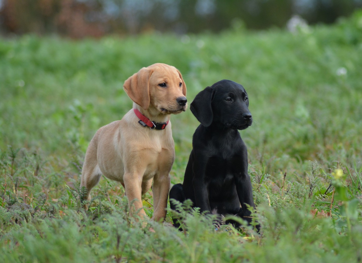 De La Source Du Bois Bouquet - Chiots disponibles - Labrador Retriever