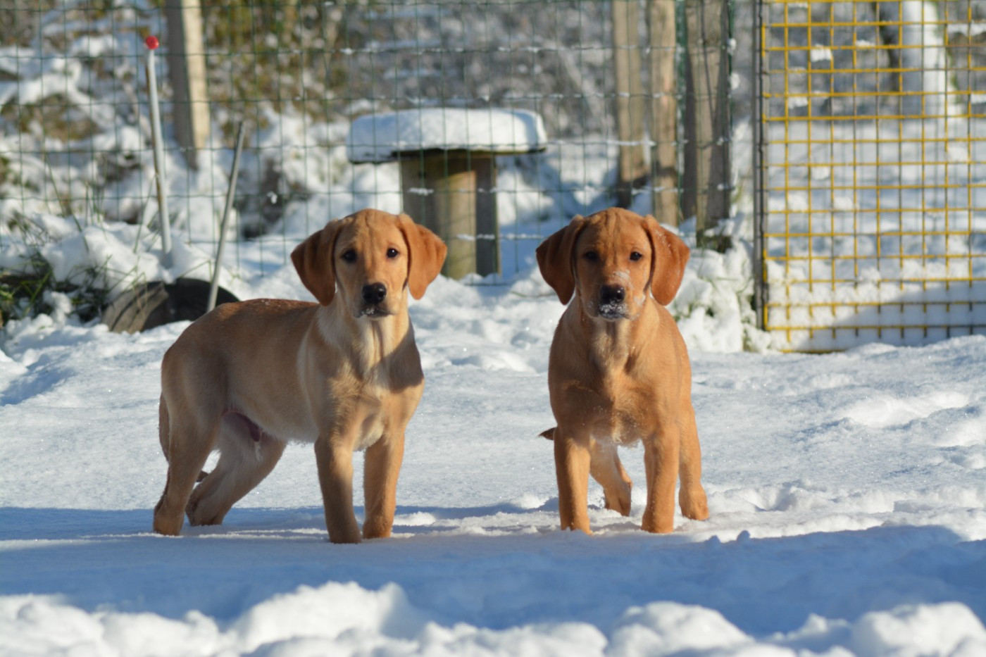 De La Source Du Bois Bouquet - Chiots disponibles - Labrador Retriever