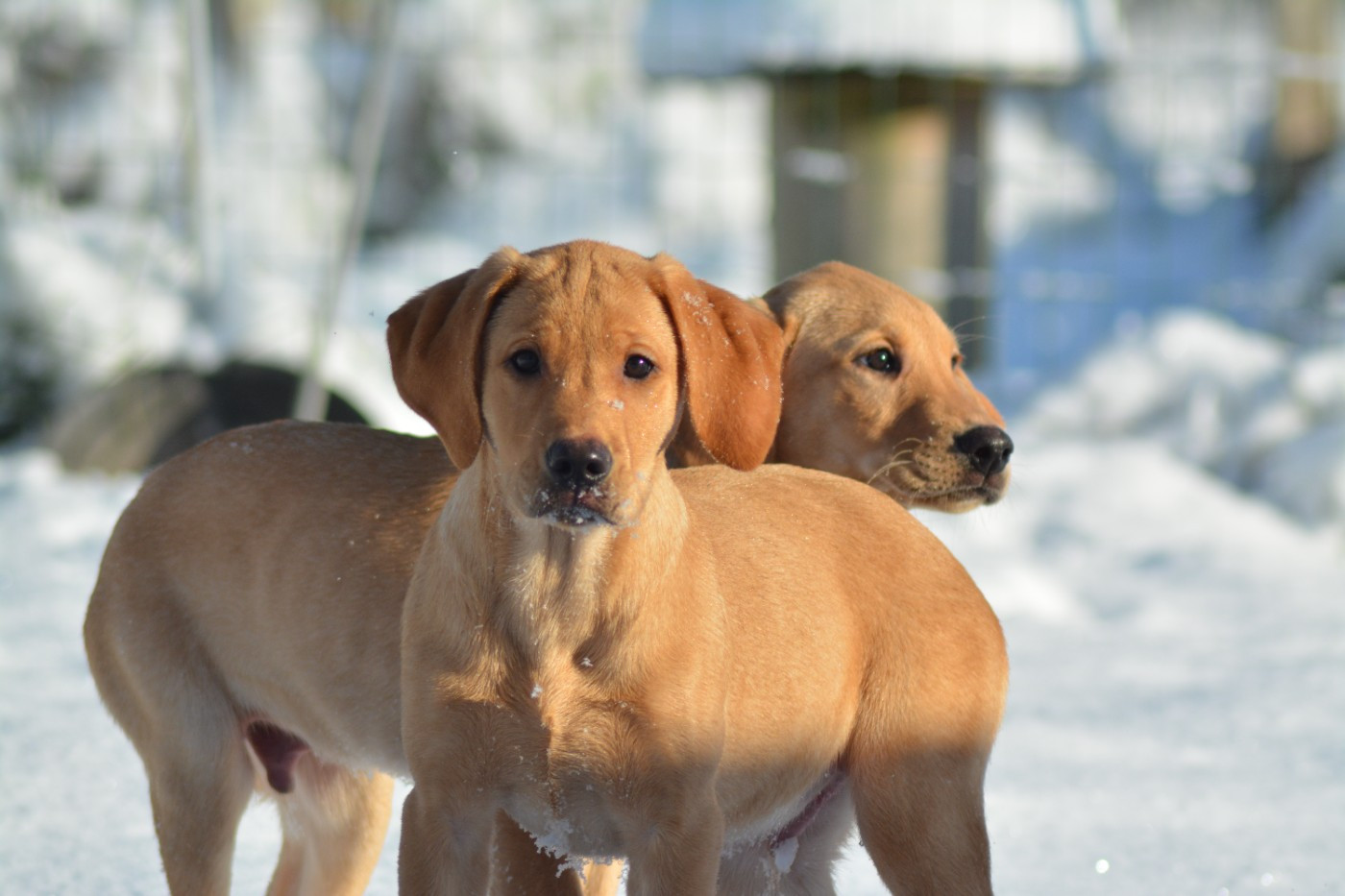 De La Source Du Bois Bouquet - Chiots disponibles - Labrador Retriever