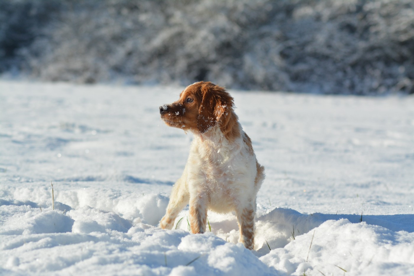De La Source Du Bois Bouquet - Chiots disponibles - Epagneul Breton