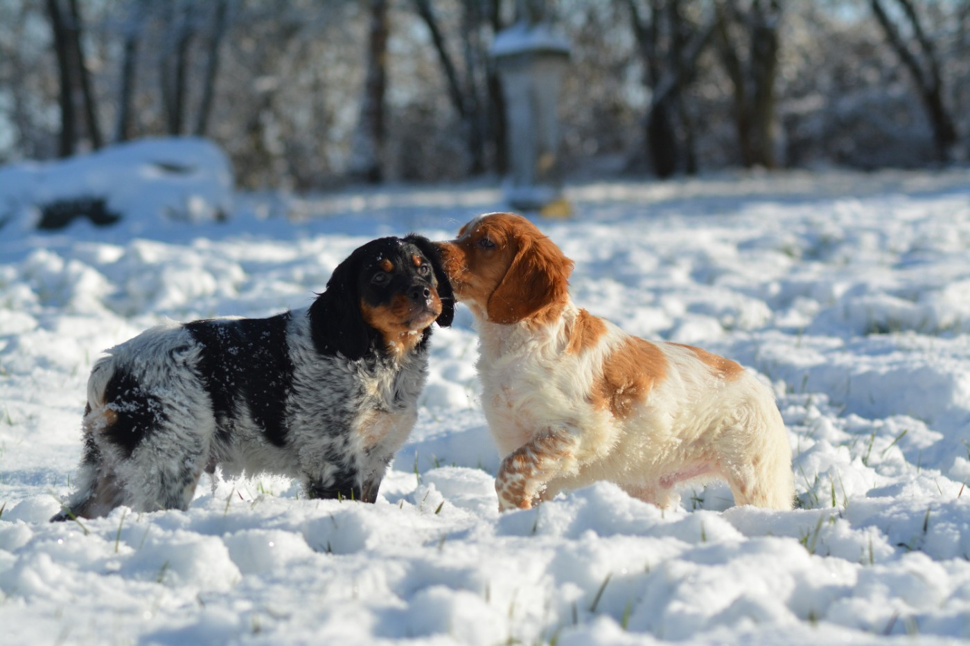 Chiot Epagneul Breton De La Source Du Bois Bouquet