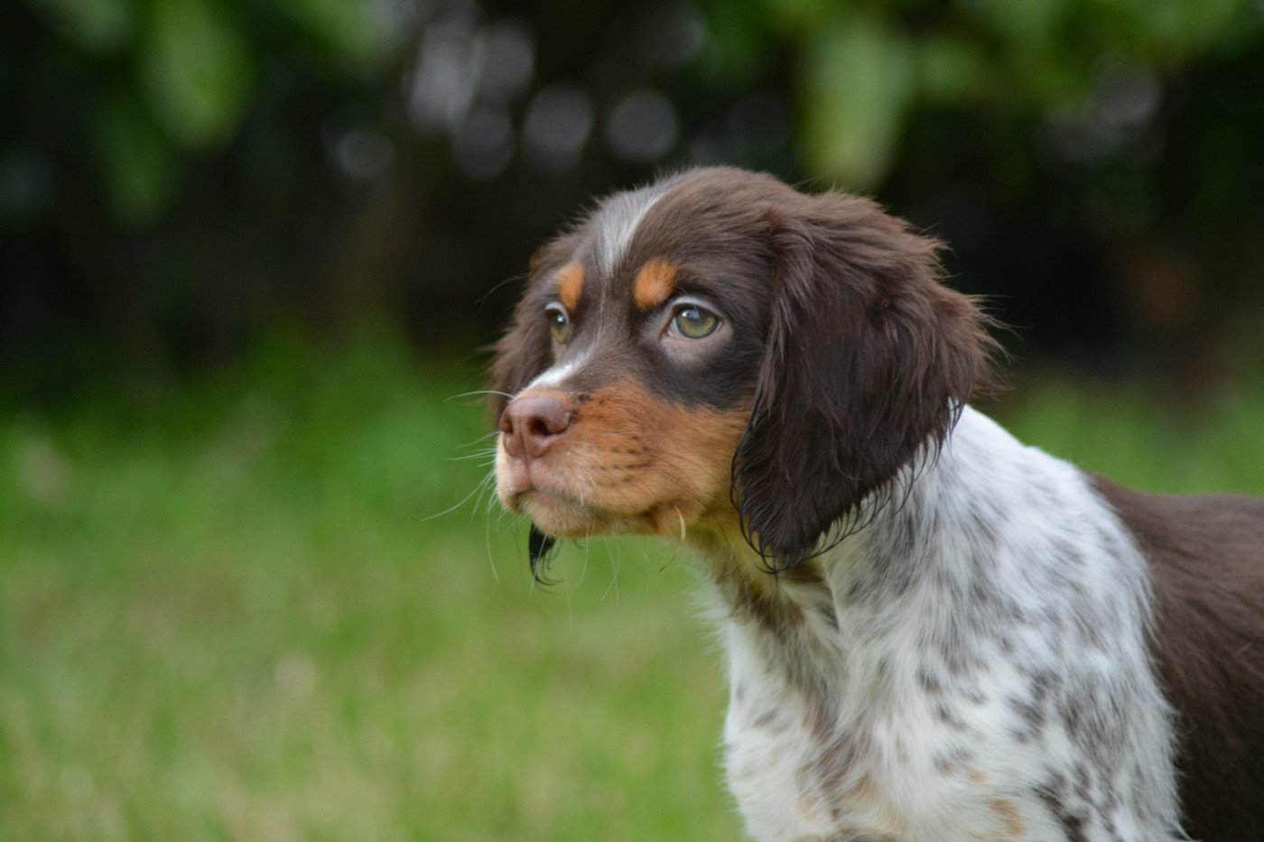 De La Source Du Bois Bouquet - Chiots disponibles - Epagneul Breton