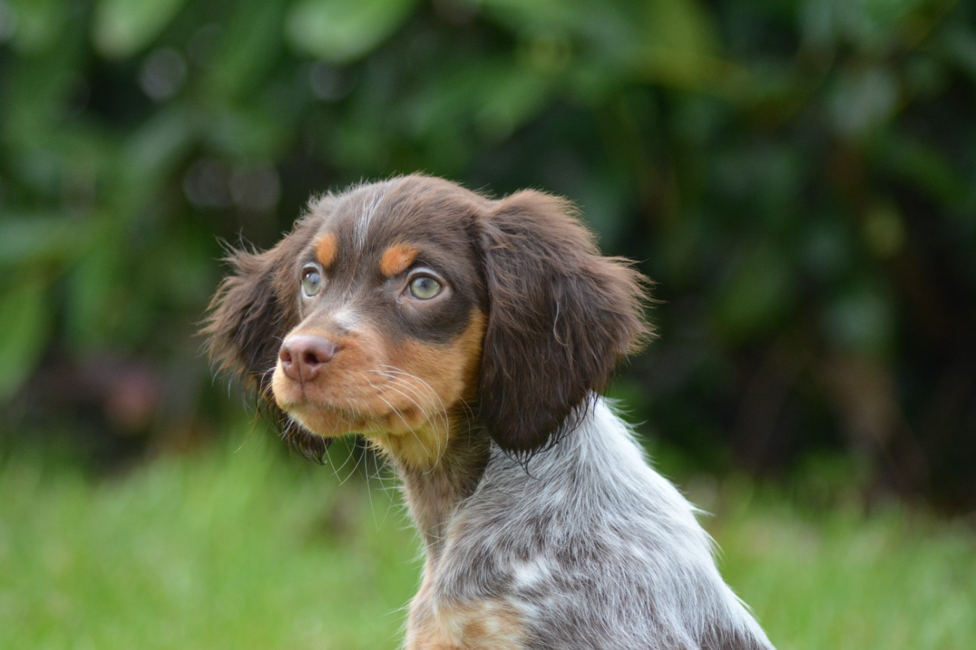 De La Source Du Bois Bouquet - Chiots disponibles - Epagneul Breton