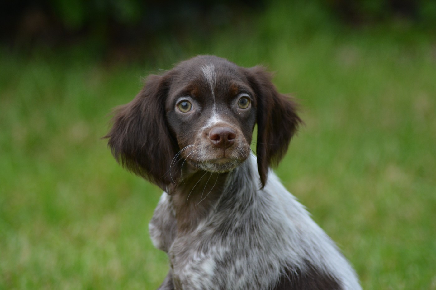 De La Source Du Bois Bouquet - Chiots disponibles - Epagneul Breton