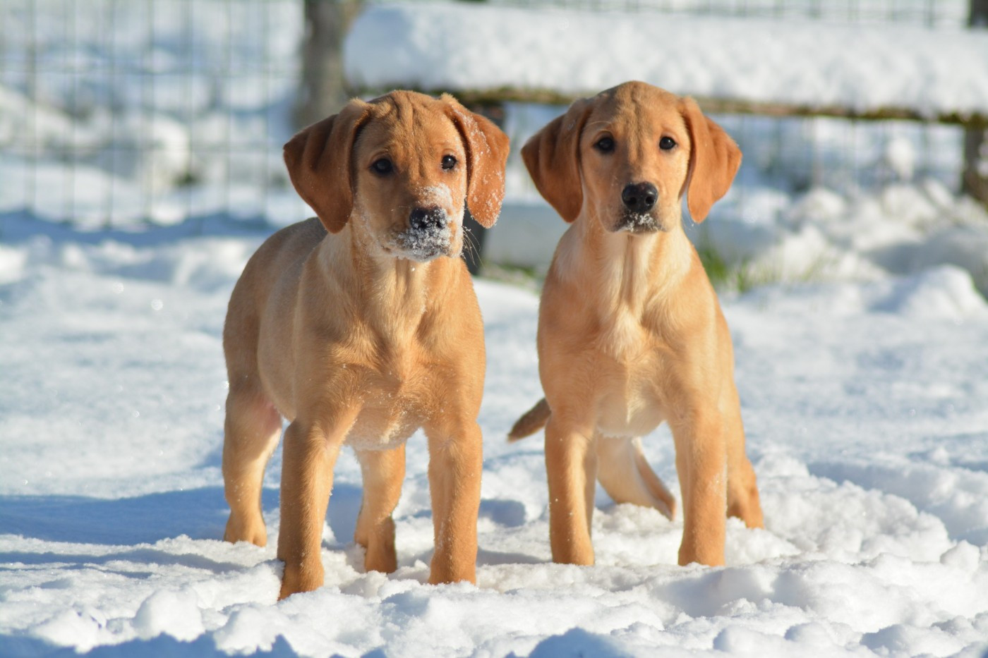 De La Source Du Bois Bouquet - Chiots disponibles - Labrador Retriever