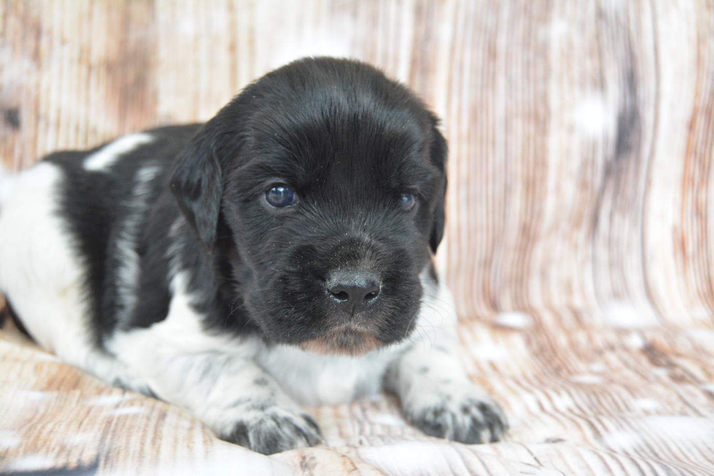 De La Source Du Bois Bouquet - Chiots disponibles - Epagneul Breton