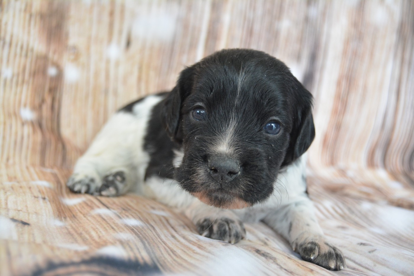 De La Source Du Bois Bouquet - Chiots disponibles - Epagneul Breton