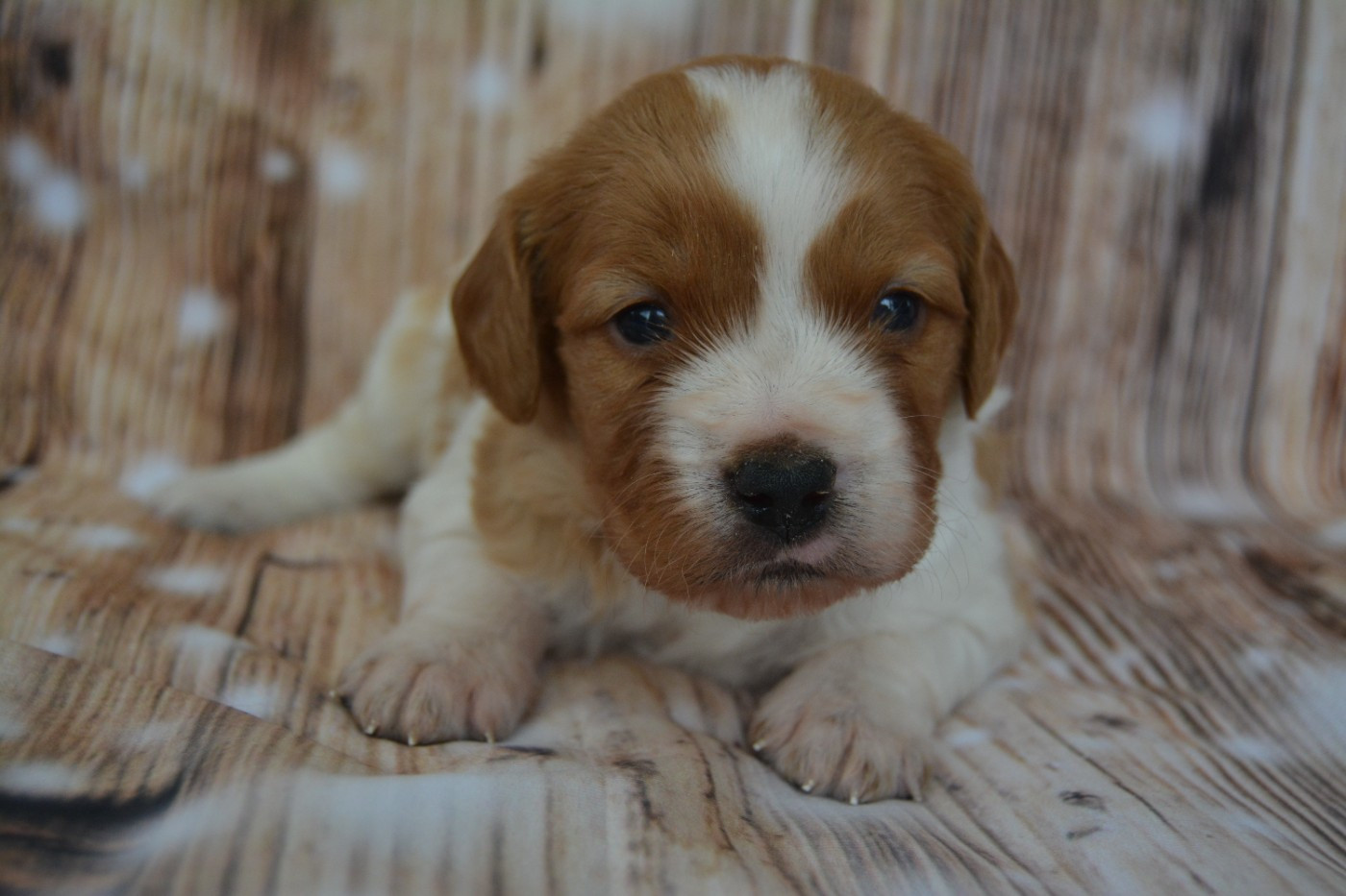 De La Source Du Bois Bouquet - Chiots disponibles - Epagneul Breton