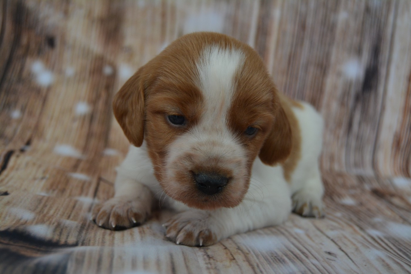 De La Source Du Bois Bouquet - Chiots disponibles - Epagneul Breton