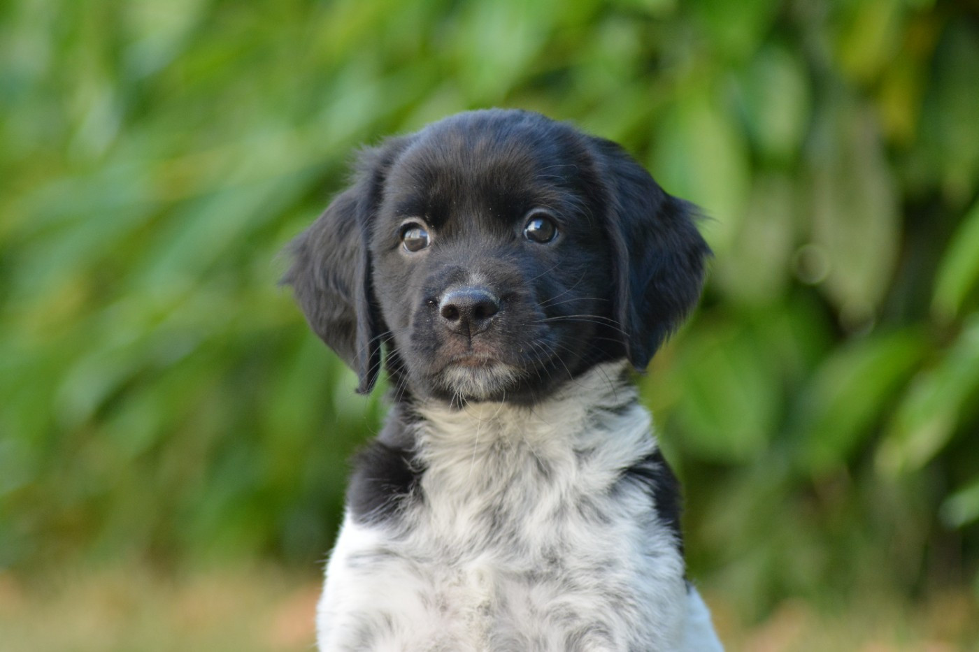 De La Source Du Bois Bouquet - Chiots disponibles - Epagneul Breton