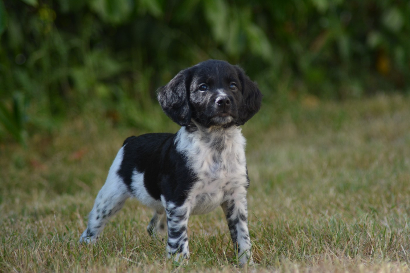 De La Source Du Bois Bouquet - Chiots disponibles - Epagneul Breton