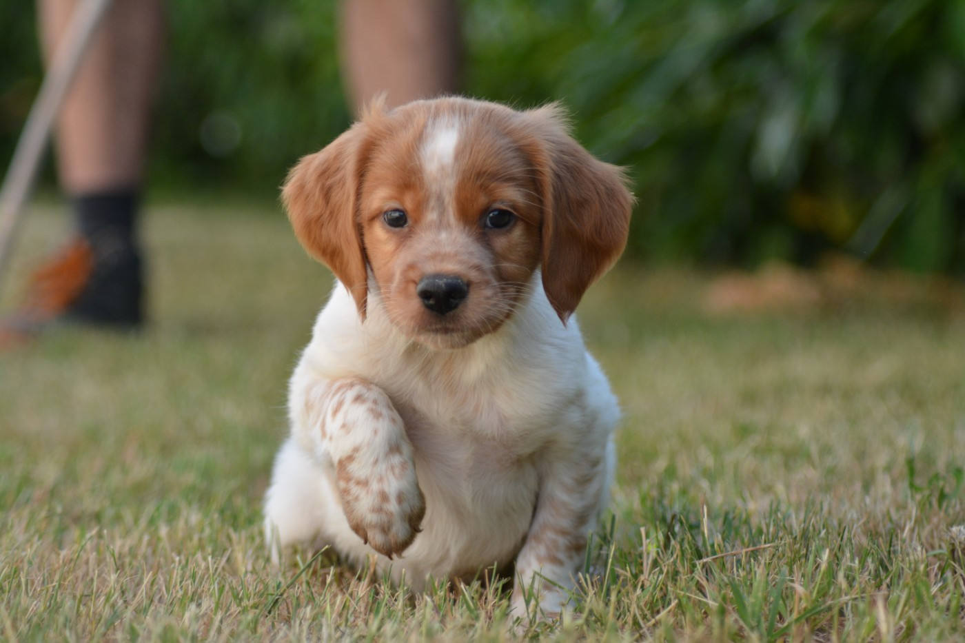 De La Source Du Bois Bouquet - Chiots disponibles - Epagneul Breton