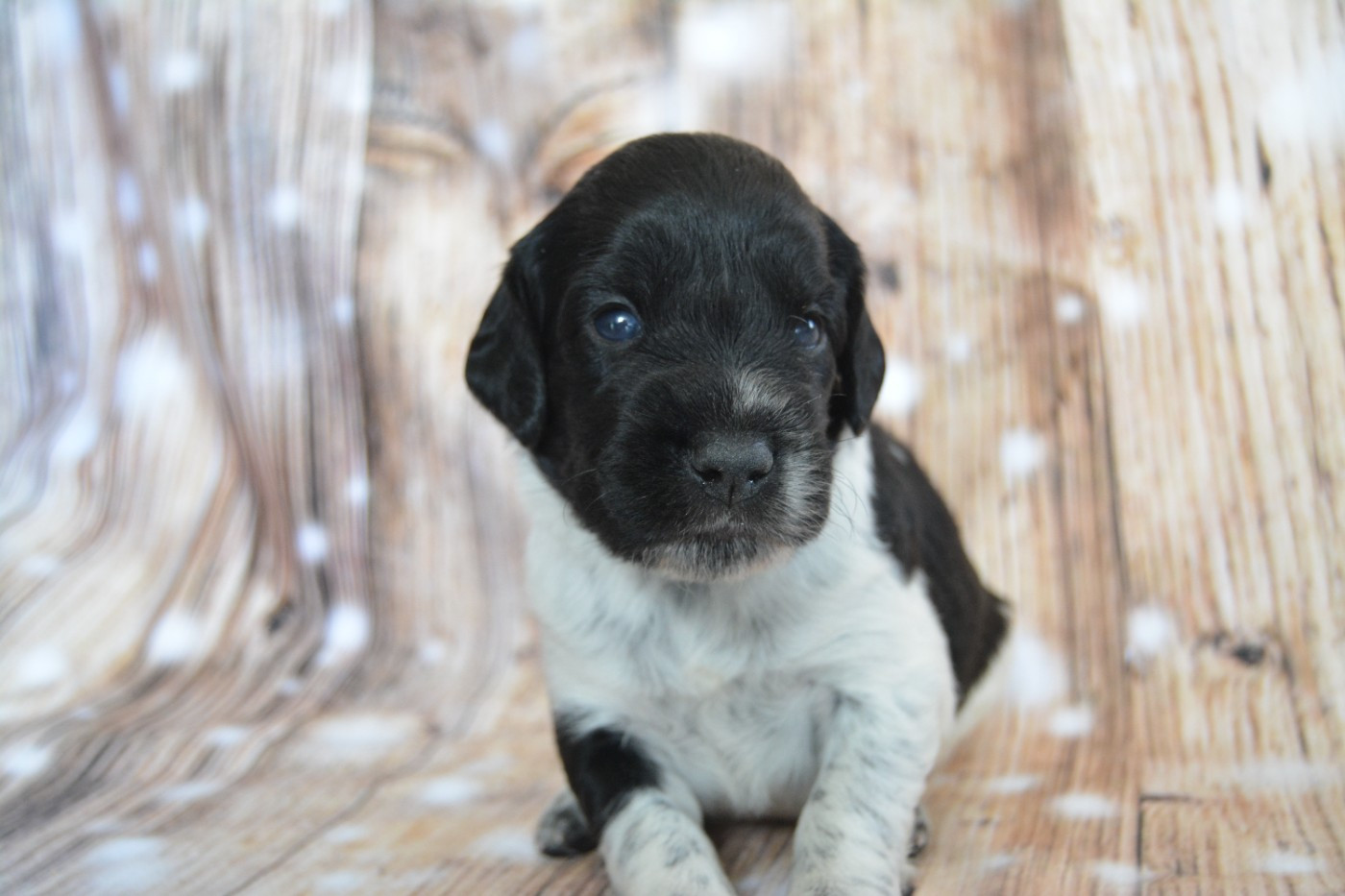 De La Source Du Bois Bouquet - Chiots disponibles - Epagneul Breton