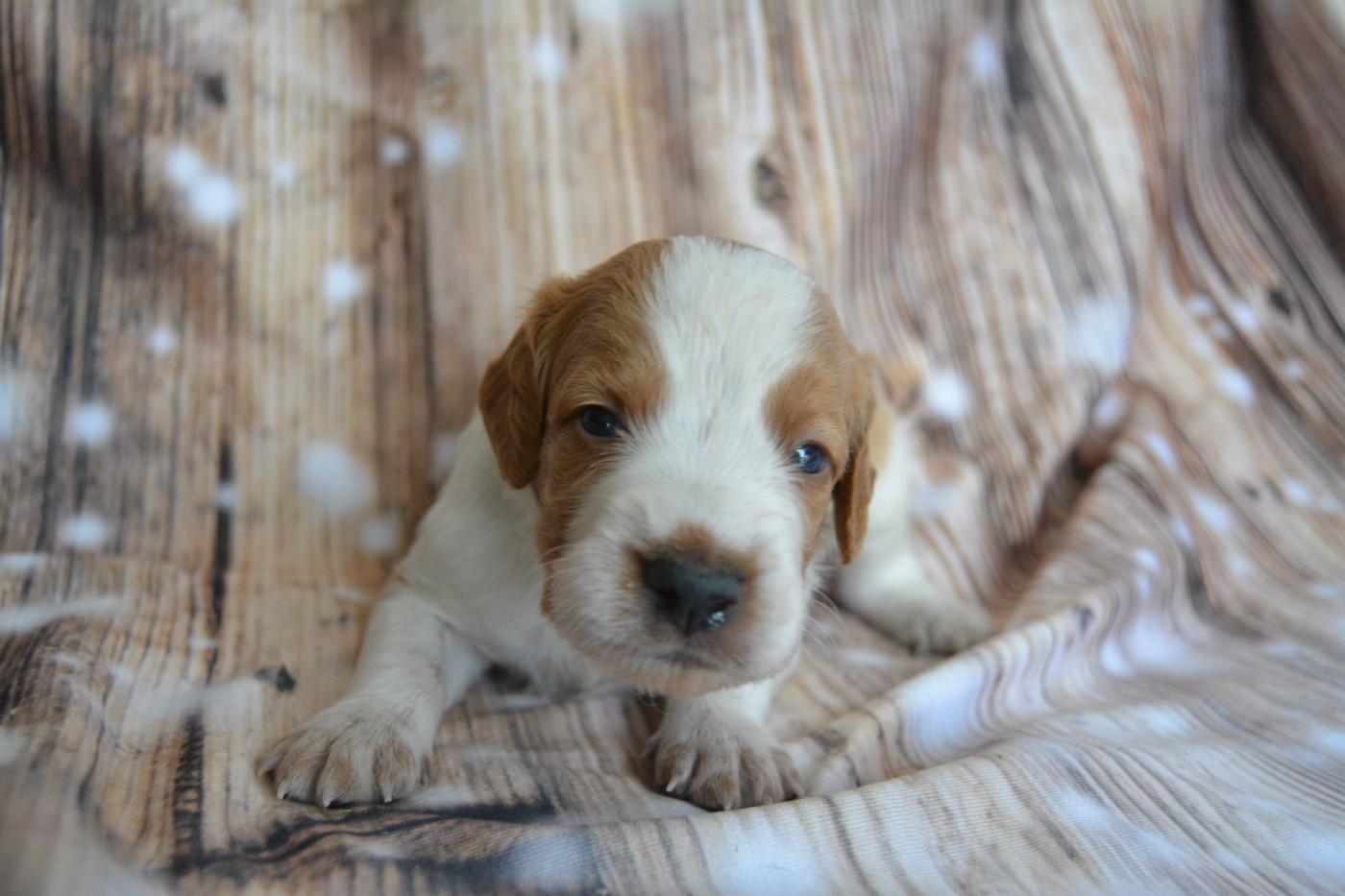 De La Source Du Bois Bouquet - Chiots disponibles - Epagneul Breton