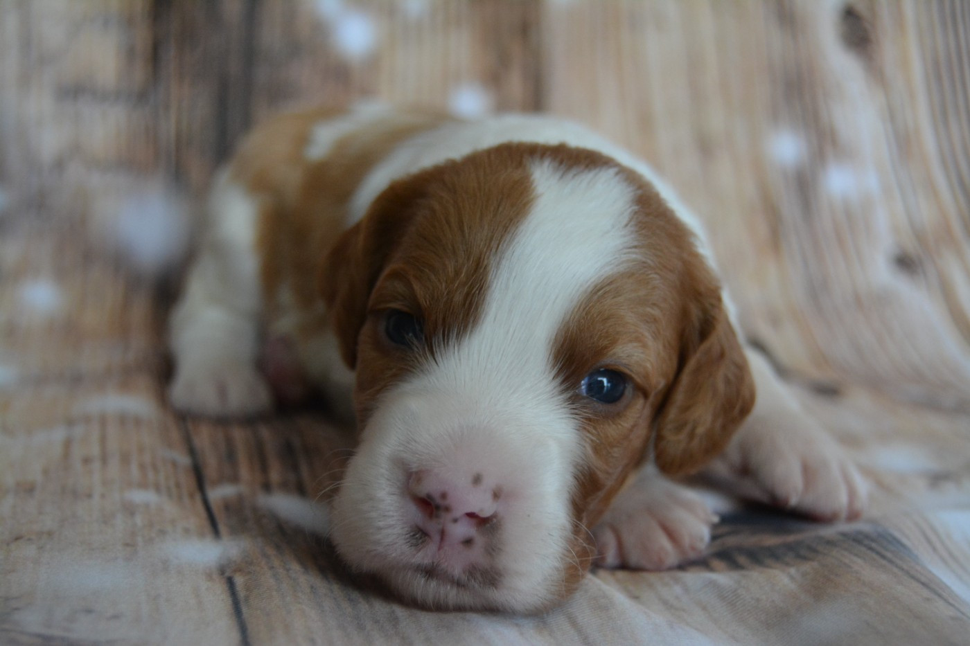 De La Source Du Bois Bouquet - Chiots disponibles - Epagneul Breton
