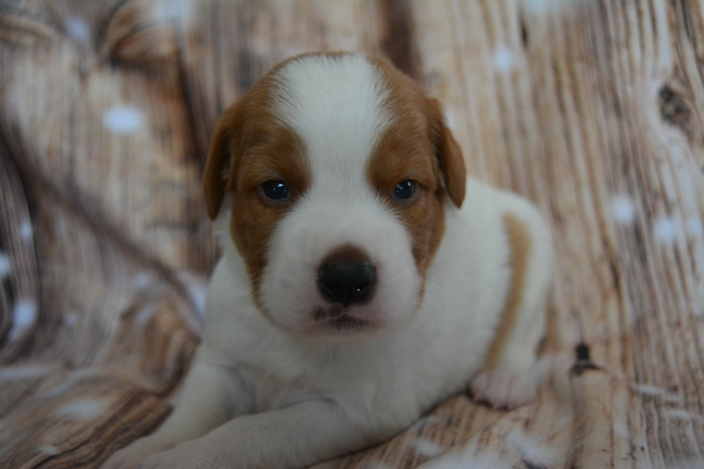 De La Source Du Bois Bouquet - Chiots disponibles - Epagneul Breton