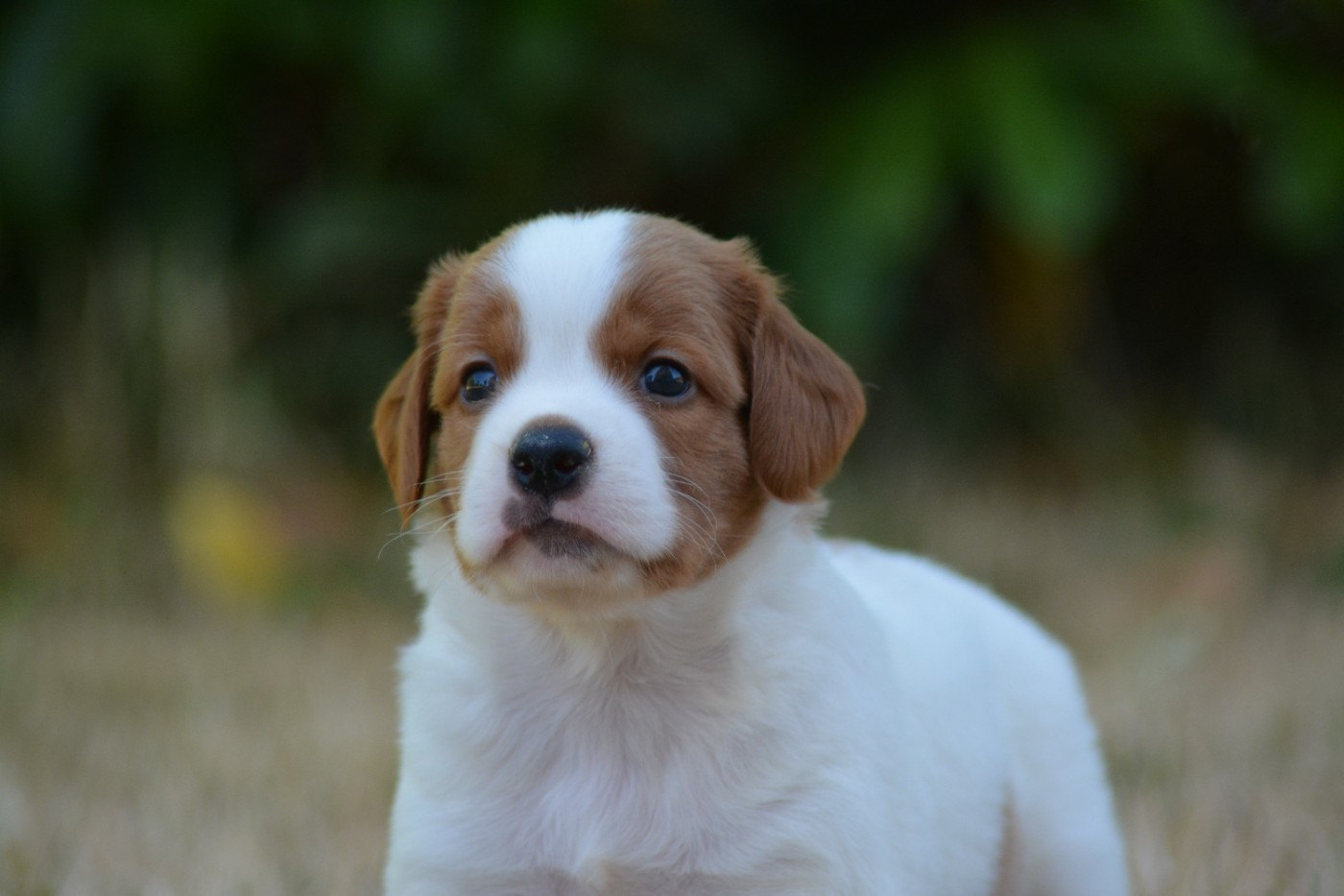 De La Source Du Bois Bouquet - Chiots disponibles - Epagneul Breton