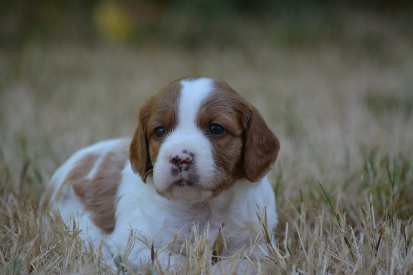 De La Source Du Bois Bouquet - Chiots disponibles - Epagneul Breton