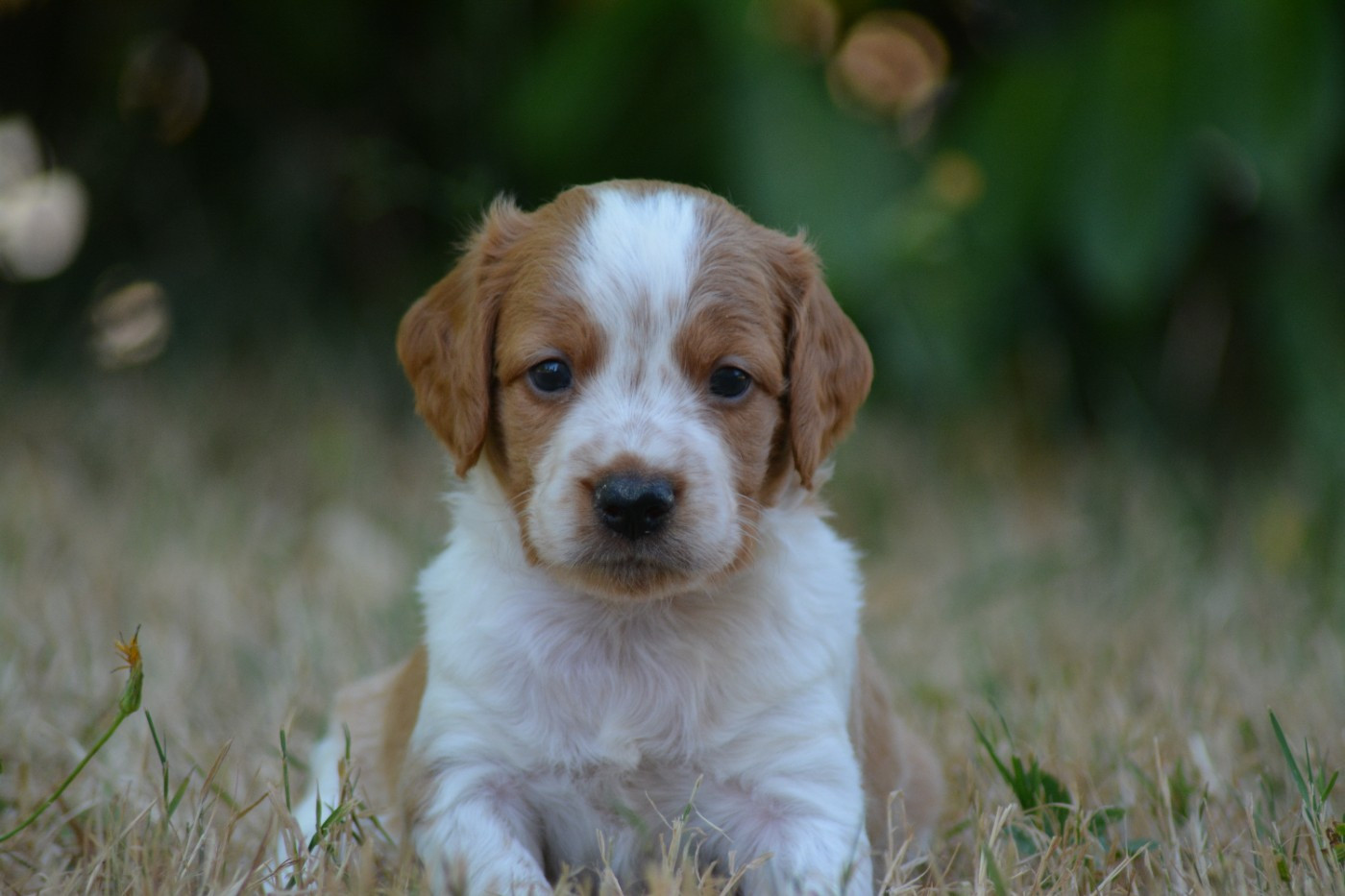 De La Source Du Bois Bouquet - Chiots disponibles - Epagneul Breton
