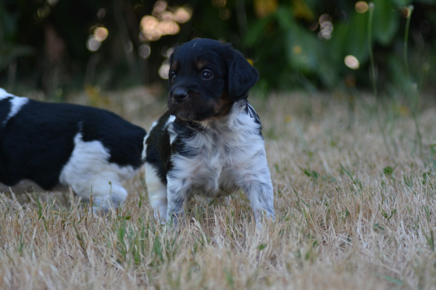 De La Source Du Bois Bouquet - Chiots disponibles - Epagneul Breton