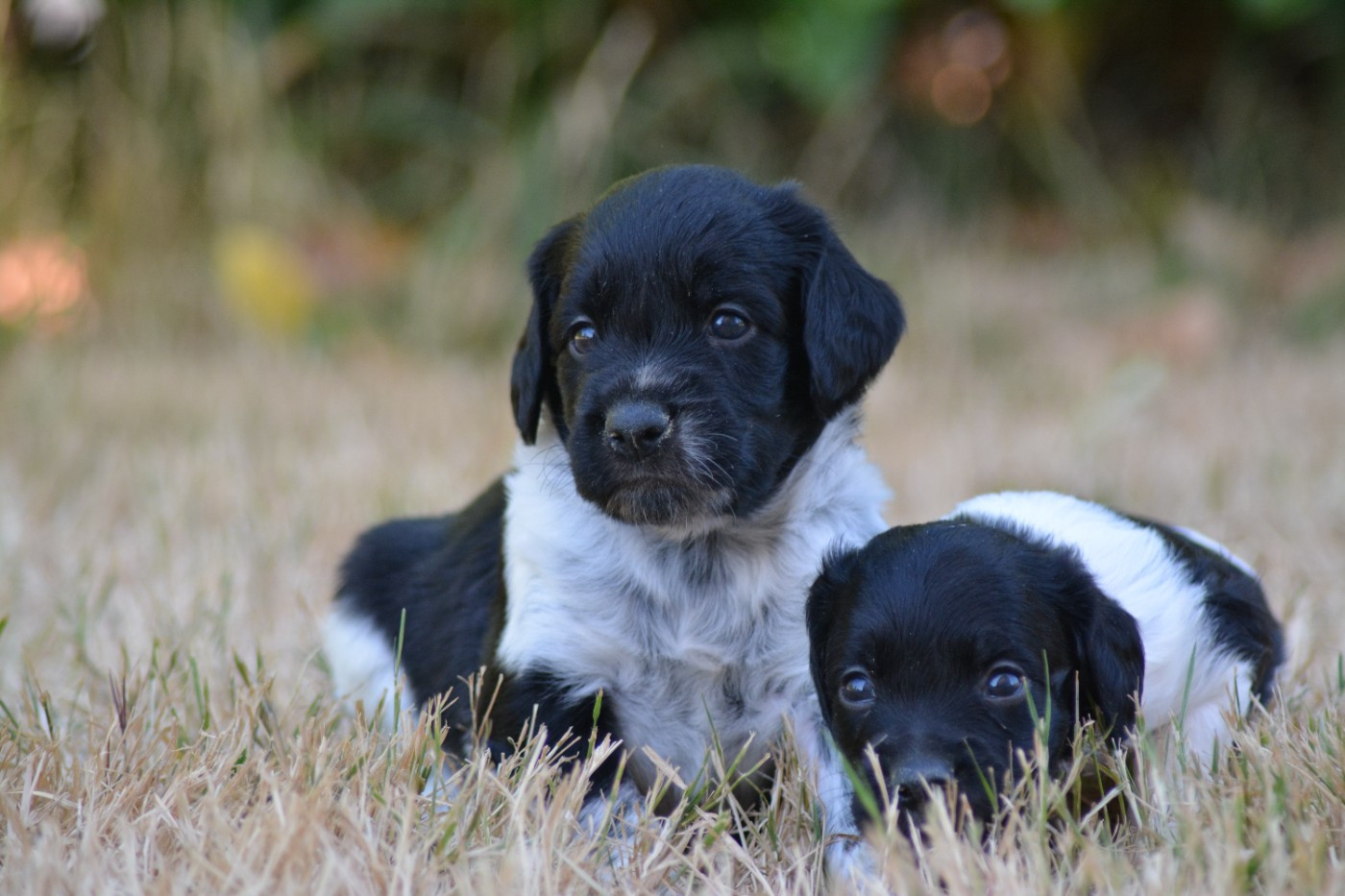 De La Source Du Bois Bouquet - Chiots disponibles - Epagneul Breton