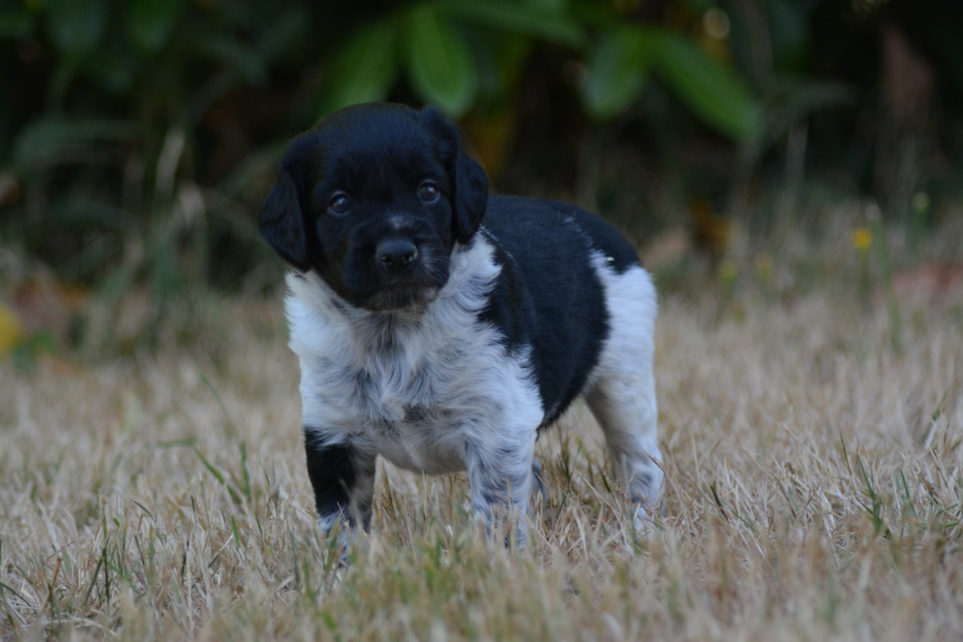 De La Source Du Bois Bouquet - Chiots disponibles - Epagneul Breton
