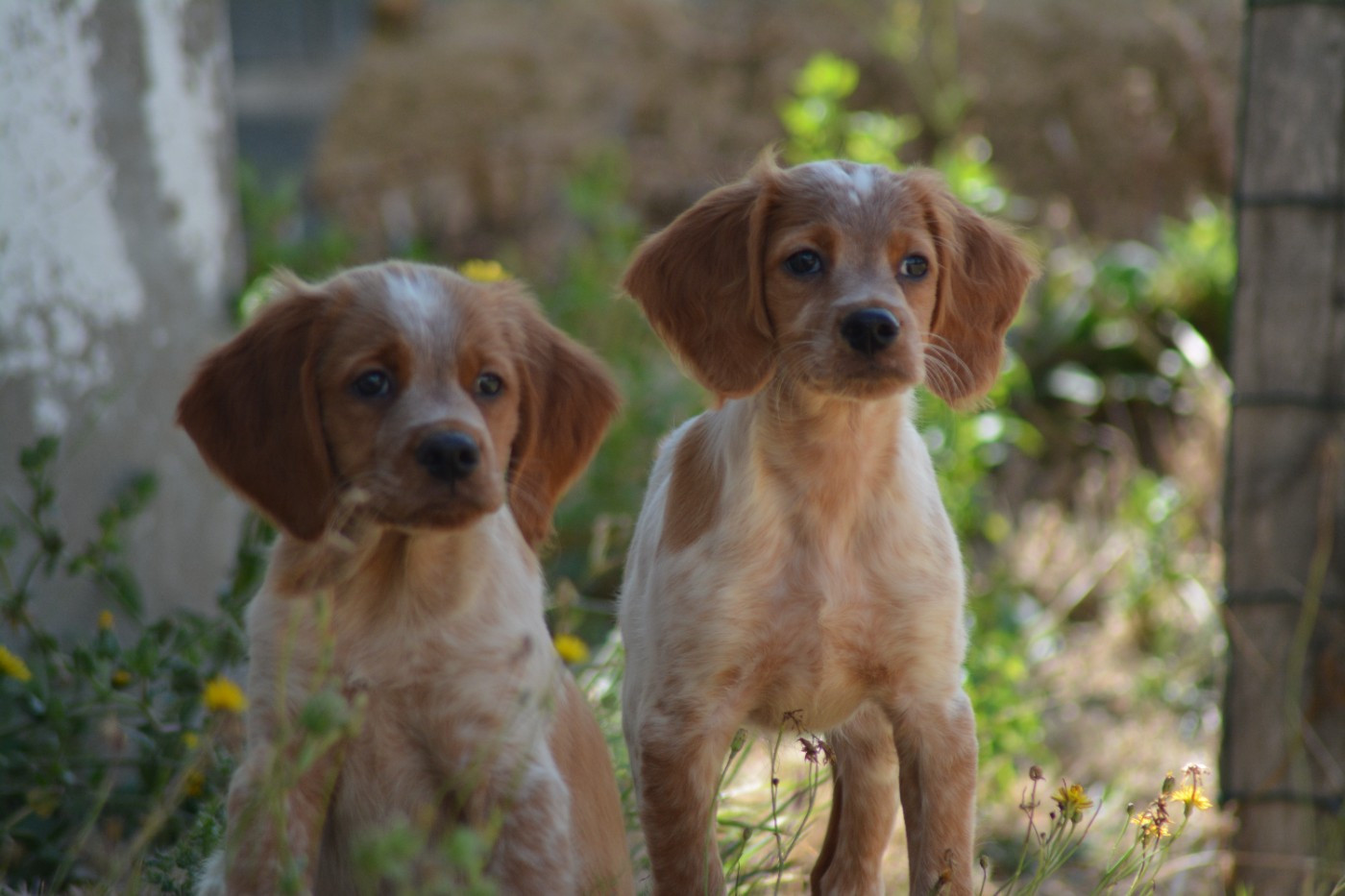 De La Source Du Bois Bouquet - Chiots disponibles - Epagneul Breton